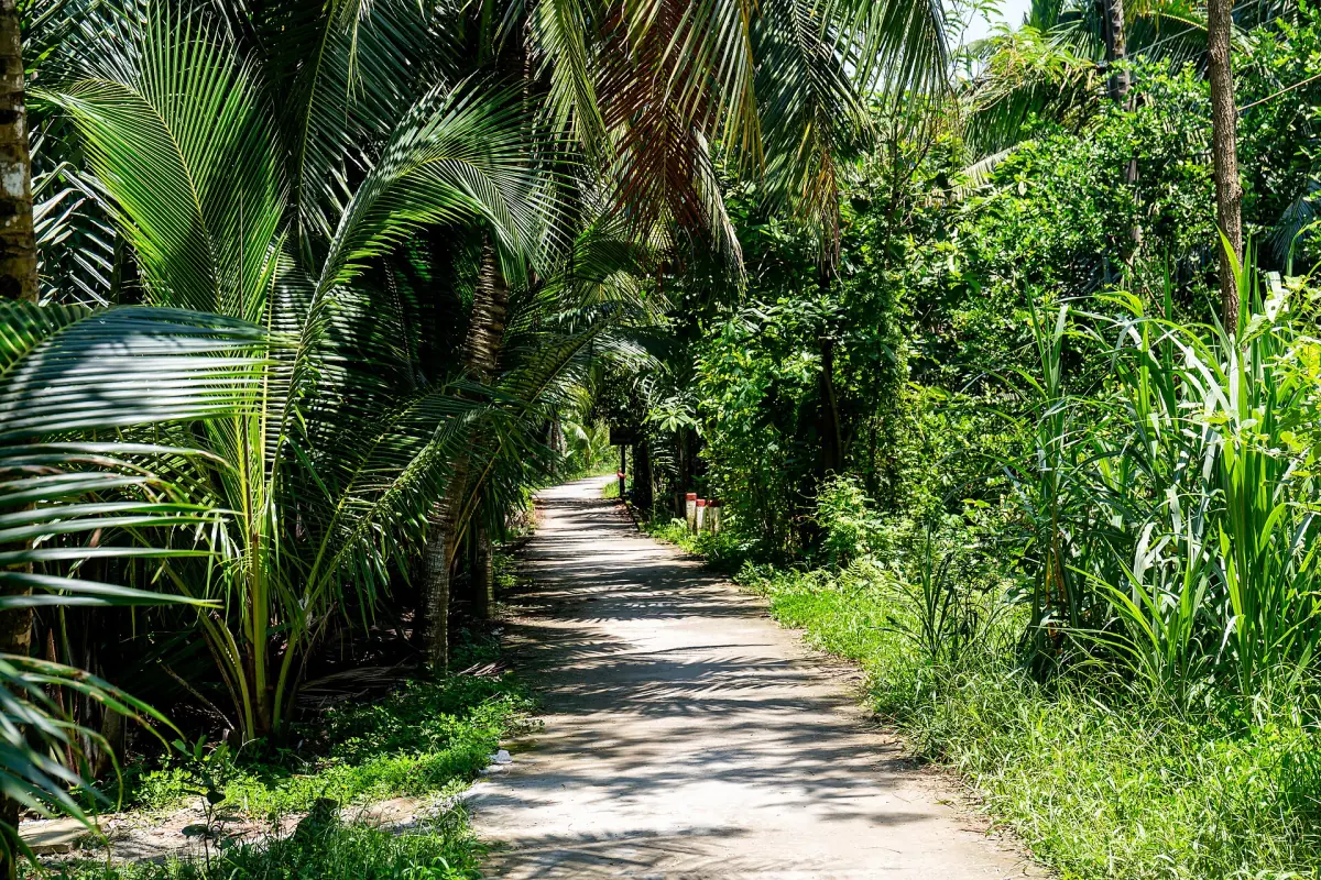 Ein Weg auf einer Kokosfarm in Ben Tre