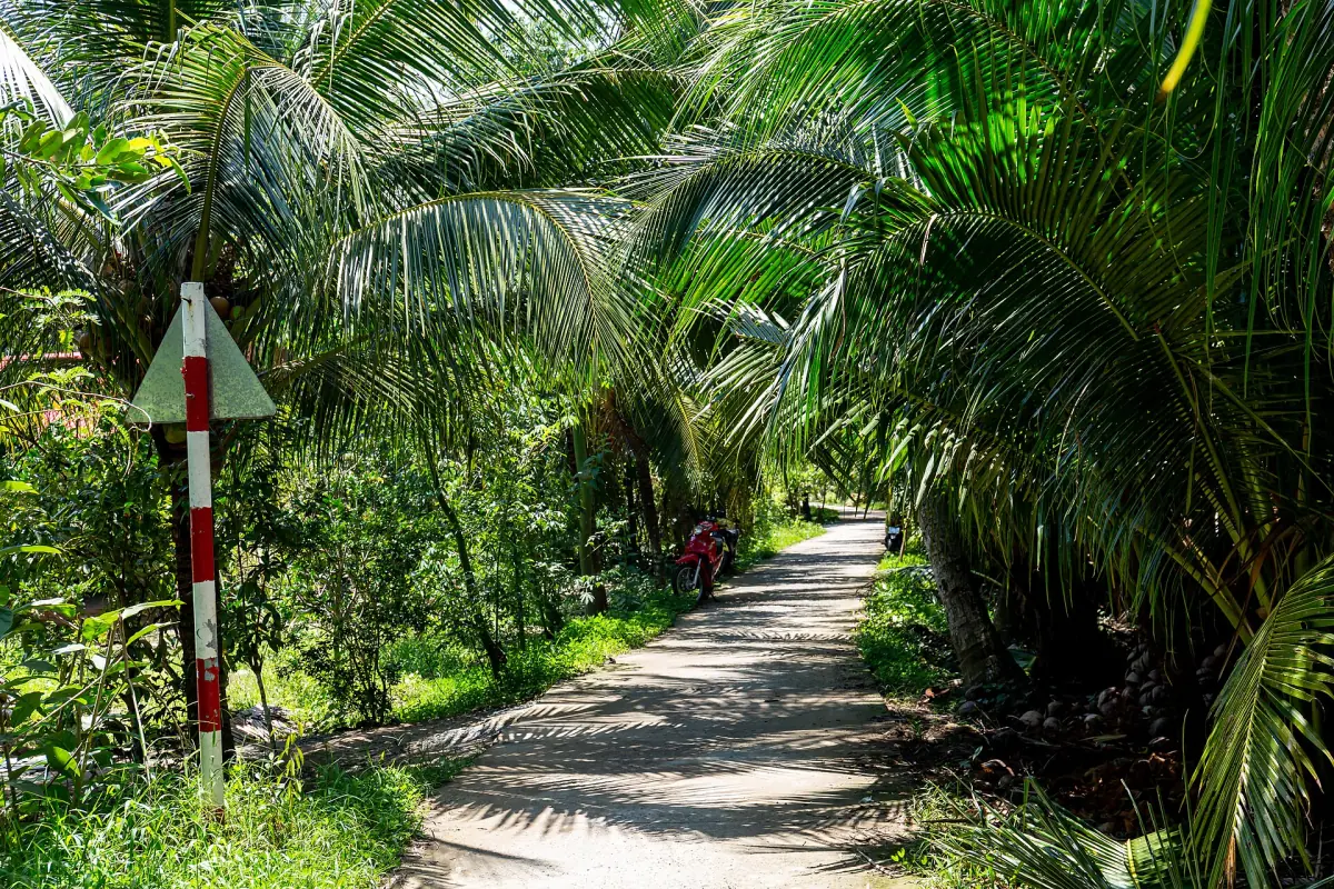 Ein Weg durch Kokospalmen in Ben Tre